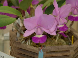 第４５回 蘭友会 洋蘭展 カトレヤ原種 JAOS 45th Orchid Show Cattleya