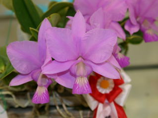 第４５回 蘭友会 洋蘭展 カトレヤ原種 JAOS 45th Orchid Show Cattleya