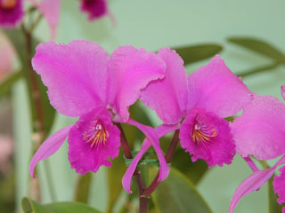 第４６回 蘭友会 洋蘭展 カトレヤ原種 46th JAOS Orchid Show Cattleya