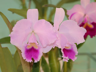 第４６回 蘭友会 洋蘭展 カトレヤ原種 46th JAOS Orchid Show Cattleya