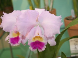 第４７回 蘭友会 洋蘭展 カトレヤ原種 47th JAOS Orchid Show Cattleya