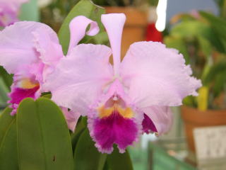 第４７回 蘭友会 洋蘭展 カトレヤ原種 47th JAOS Orchid Show Cattleya