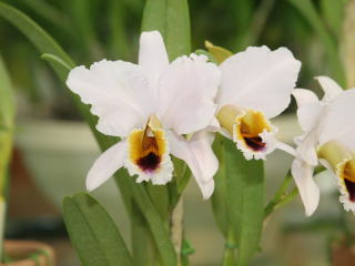 第４８回 蘭友会 洋蘭展 カトレヤ原種 48th JAOS Orchid Show Cattleya