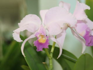 第４８回 蘭友会 洋蘭展 カトレヤ原種 48th JAOS Orchid Show Cattleya