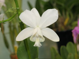 第４８回 蘭友会 洋蘭展 カトレヤ原種 48th JAOS Orchid Show Cattleya