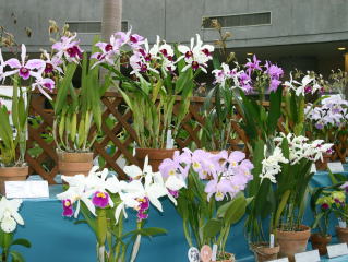 ワールドオーキッド ２００４ イン ろまんちっく村 レリア パープラータ World Orchid 2004 in Romantic Village  Laelia purpurata