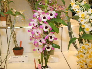 新花発表 第６０回 JOGA洋らん展 デンドロビューム属 60th JOGA Orchid