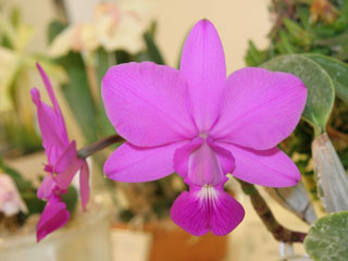 第６２回 新花発表 洋らん展 ＪＯＧＡメダル審査 62th JOGA Orchid