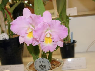 第６２回 新花発表 洋らん展 ＪＯＧＡメダル審査 62th JOGA Orchid