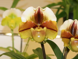 第６２回 新花発表 洋らん展 ＪＯＧＡメダル審査 62th JOGA Orchid