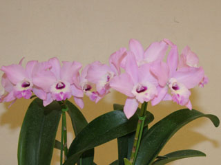 第６２回 新花発表 洋らん展 ＪＯＧＡメダル審査 62th JOGA Orchid