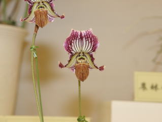 第６２回 新花発表 洋らん展 ＪＯＧＡメダル審査 62th JOGA Orchid