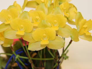 第６２回 新花発表 洋らん展 ＪＯＧＡメダル審査 62th JOGA Orchid