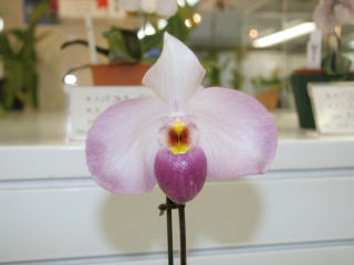 ２００５ 第３１回 横浜洋らん展 ホワイトリボン 31th YOS Orchid Show 2005 White Ribbon