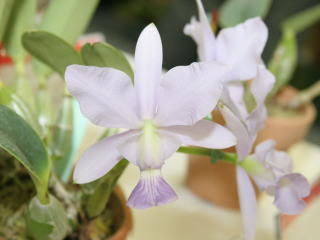 サンシャイン・ワールドオーキッド２００７ 藤沢洋蘭愛好会さんの展示 Sunshine World Orchid 2007 46th AJOS  Orchid Show