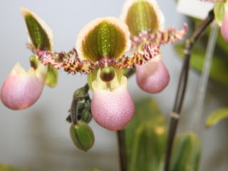 RNBデジタル放送開始記念 えひめ世界の蘭展２００７ パフィオペディルム原種 Ehime World Orchid Show 2007  Paphiopedilum Species