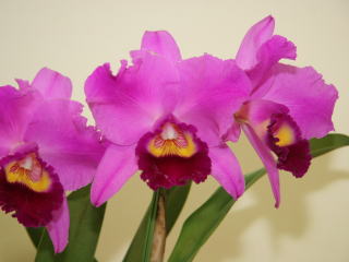 第１７回船橋洋らん展 カトレヤ交配種 17th Funabashi Orchid Show Cattleya Hybrids