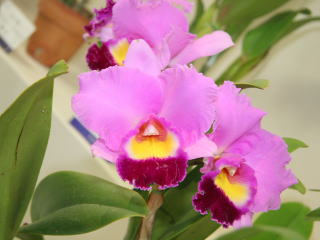 第１７回船橋洋らん展 カトレヤ交配種 17th Funabashi Orchid Show Cattleya Hybrids