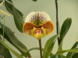 第４５回 蘭友会 洋蘭展 パフィオペディルム JAOS 45th Orchid Show Paphiopedilum