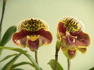 第４５回 蘭友会 洋蘭展 パフィオペディルム JAOS 45th Orchid Show Paphiopedilum