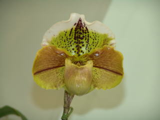 第４５回 蘭友会 洋蘭展 パフィオペディルム JAOS 45th Orchid Show Paphiopedilum