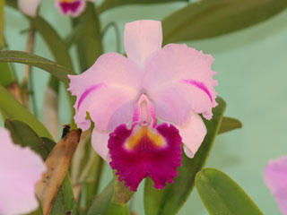 第４６回 蘭友会 洋蘭展 カトレヤ原種 46th JAOS Orchid Show Cattleya Species