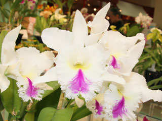 第４６回 蘭友会 洋蘭展 カトレヤ交配種 46th JAOS Orchid Show Cattleya Species