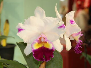 第４６回 蘭友会 洋蘭展 カトレヤ交配種 46th JAOS Orchid Show Cattleya Species