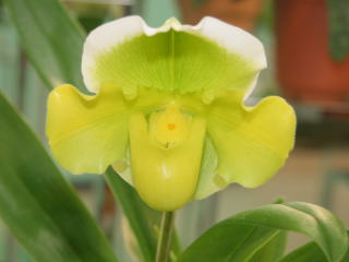 第４７回 蘭友会 洋蘭展 パフィオ交配種 47th JAOS Orchid Show Paphiopedilum Hybrids