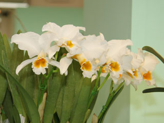 第４７回 蘭友会 洋蘭展 カトレヤ原種 47th JAOS Orchid Show Cattleya Species