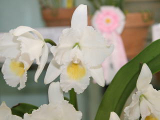 第４８回 蘭友会 洋蘭展 カトレヤ原種 48th JAOS Orchid Show Cattleya Species