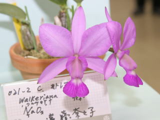 第４８回 蘭友会 洋蘭展 カトレヤ原種 48th JAOS Orchid Show Cattleya Species