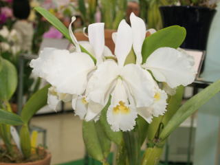 第４８回 蘭友会 洋蘭展 カトレヤ原種 48th JAOS Orchid Show Cattleya Species