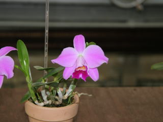 洋らん展２００４ ｉｎ スパリゾートハワイアンズ カトレヤ原種 Orchid Festival in Hawaiians 2004 Cattleya  Species