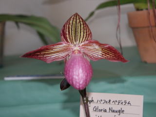 洋らん展２００４ ｉｎ スパリゾートハワイアンズ パフィオペディルム Orchid Festival in Hawaiians 2004  Paphiopedilum