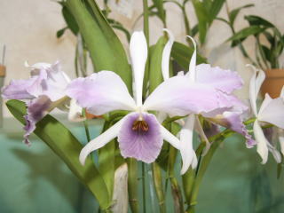 洋らん展２００５ ｉｎ スパリゾートハワイアンズ カトレヤ交配種 Orchid Festival in Hawaiians 2005 Cattleya  Hybrids