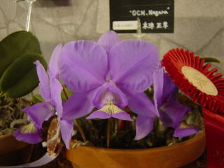 世界らん展日本大賞２００３ 原種カトレア Japan Grand Prix International Orchid Festival 2003  Cattleya Species