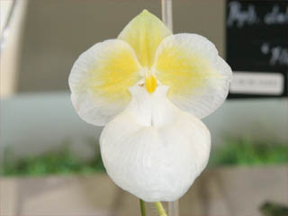 世界らん展日本大賞２００５ パフィオペディルム 原種 Japan Grand Prix International Orchid Festival  2005 Paphiopedilum Species