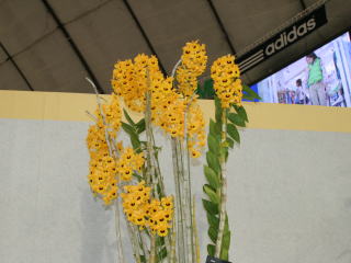 世界らん展日本大賞２００６ デンドロビューム Japan Grand Prix International Orchid Festival 2006  Dendrobium