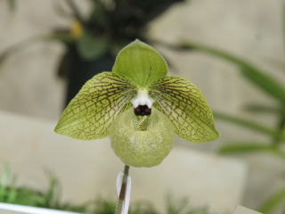 世界らん展日本大賞２００７ パフィオペディルム 原種 Japan Grand Prix International Orchid Festival  2007 Paphiopedilum Species