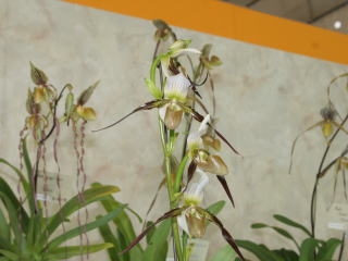 世界らん展日本大賞２００７ 多花性 交配種 Japan Grand Prix International Orchid Festival 2007  Paphiopedilum Multiflora Hybrids