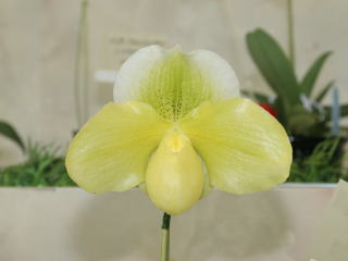 世界らん展日本大賞２００７ パフィオペディルム プライマリー 一代交配種 Japan Grand Prix International Orchid  Festival 2007 Paphiopedilum Primary Hybrids