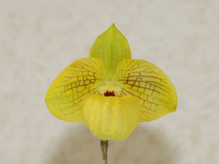 世界らん展日本大賞２００８ パフィオペディルム 交配種 Japan Grand Prix International Orchid Festival  2008 Paphiopedilum Hybrids