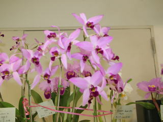 第３回 関西らんフェスタ カトレヤ原種 3rd Kansai Orchid Festa Cattleya Species