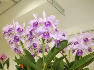 第４回 関西らんフェスタ カトレヤ交配種 4th Kansai Orchid Festa Cattleya Hybrids