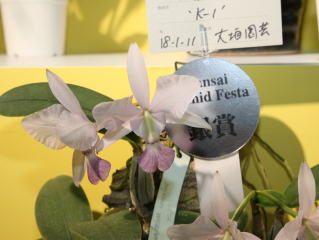 第４回 関西らんフェスタ カトレヤ原種 4th Kansai Orchid Festa Cattleya Species