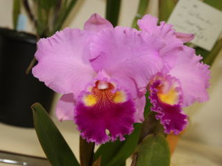 関西らんフェスタ２００９ カトレヤ交配種 Kansai Orchid Festa 2009 Cattleya Hybrids