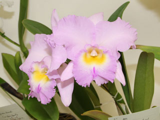 関西らんフェスタ２００９ カトレヤ交配種 Kansai Orchid Festa 2009 Cattleya Hybrids