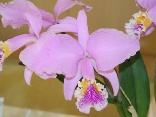 K.T.S. 原種カトレヤフォーラム2005 モッシエ K.T.S. Cattleya Forum 2005 C. mossiae