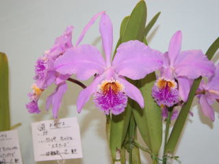 国際蘭展 蘭おかやま２００５ カトレヤ モッシェ 15th International Orchid Show Okayama Cattleya  mossiae